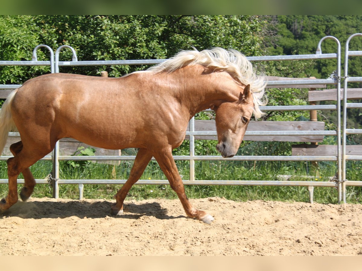 PRE Mix Hengst 3 Jahre 161 cm Palomino in Kirn