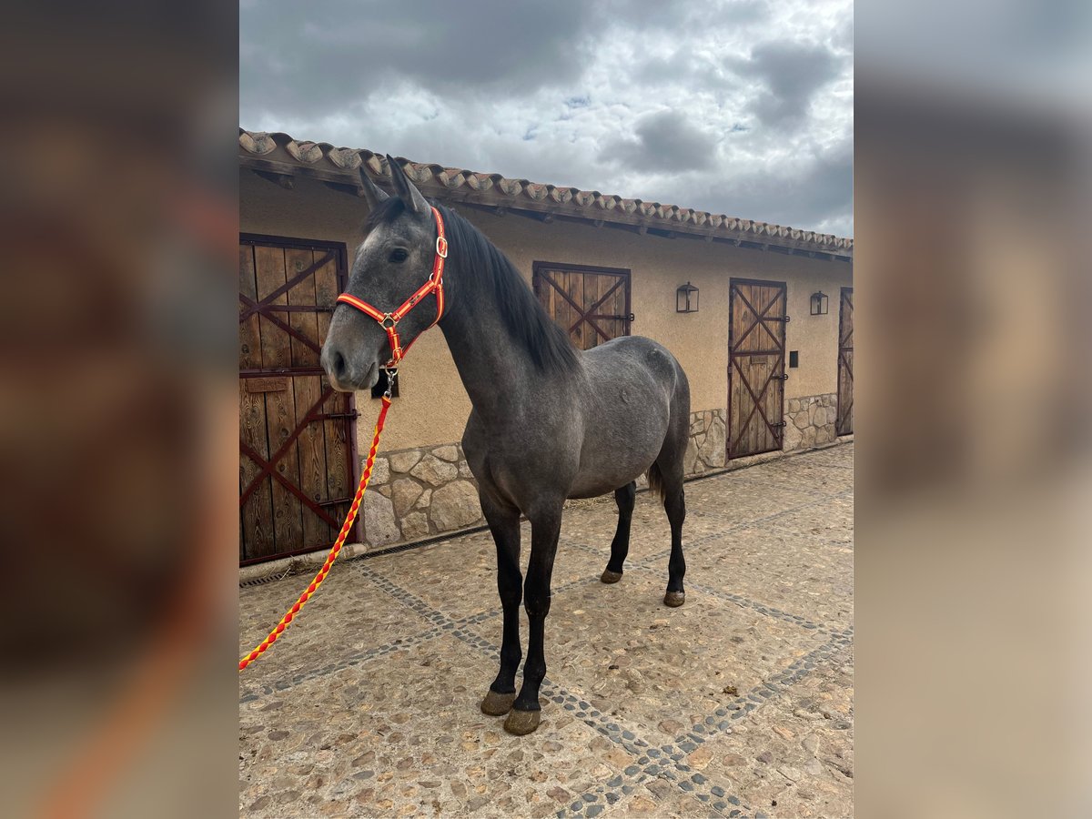 PRE Hengst 3 Jahre 161 cm Schimmel in La Fuente De San Esteban