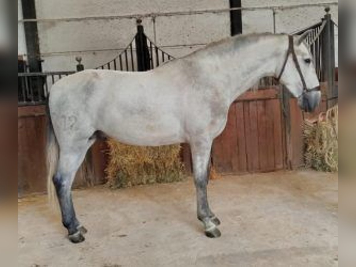 PRE Mix Hengst 3 Jahre 161 cm Schimmel in Malaga