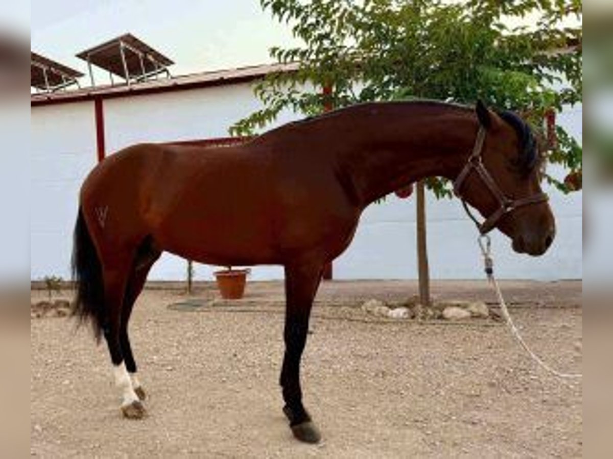 PRE Mix Hengst 3 Jahre 162 cm Rotbrauner in Albacete