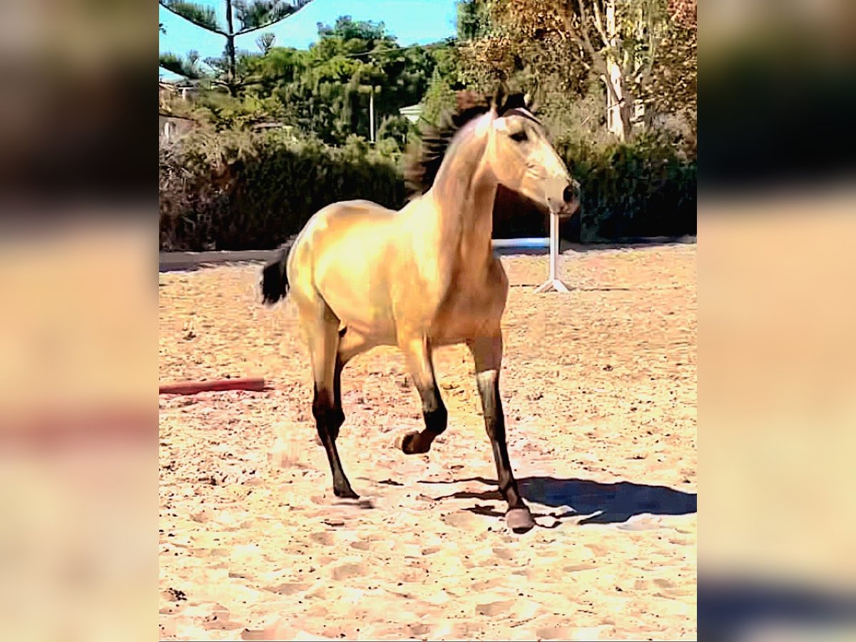 PRE Mix Hengst 3 Jahre 163 cm Buckskin in Martfeld