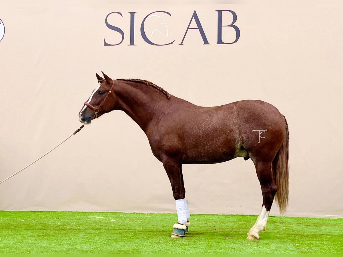 PRE Mix Hengst 3 Jahre 163 cm Fuchs in Sevilla
