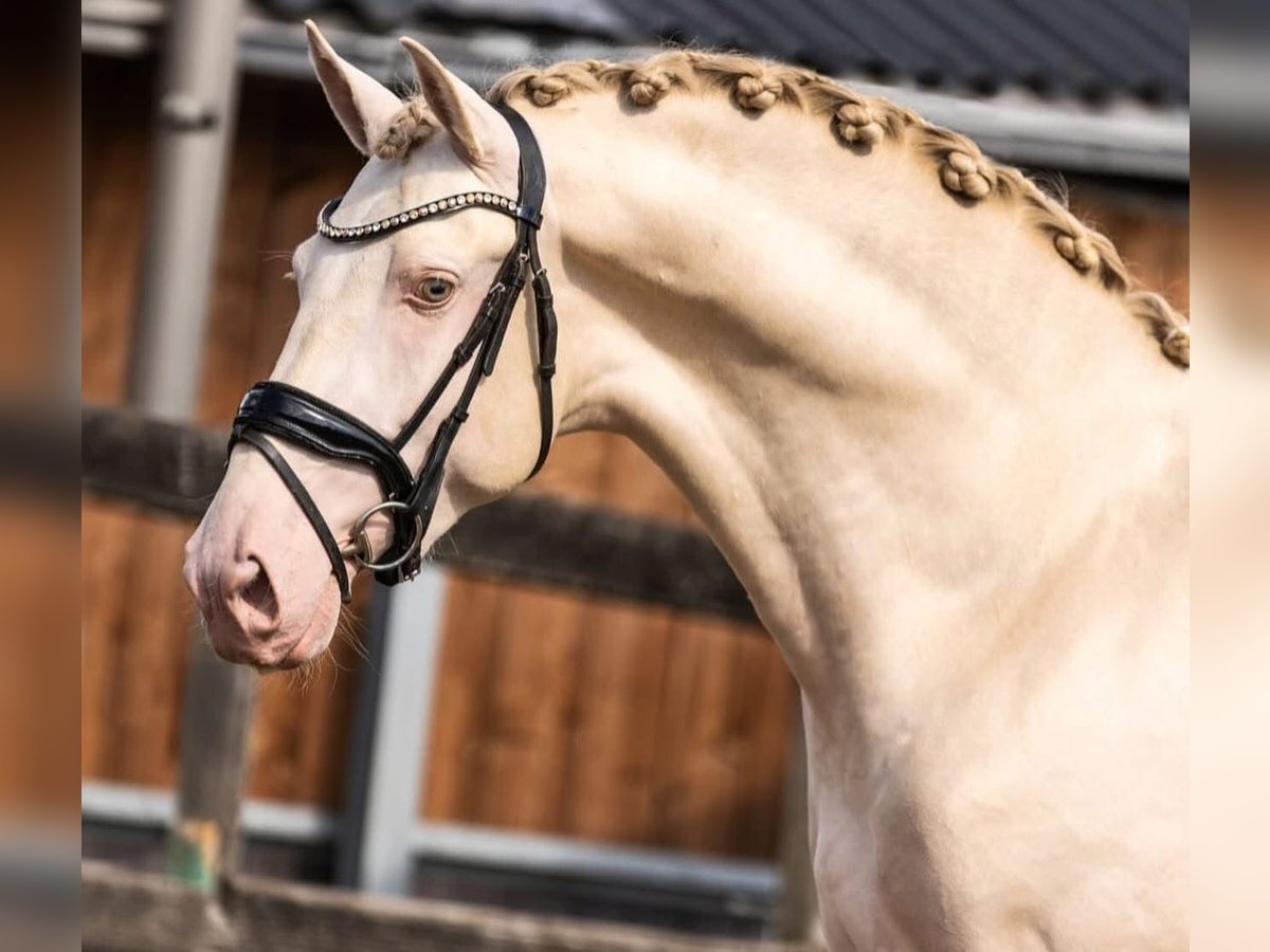 PRE Mix Hengst 3 Jahre 163 cm Perlino in Poeldijk