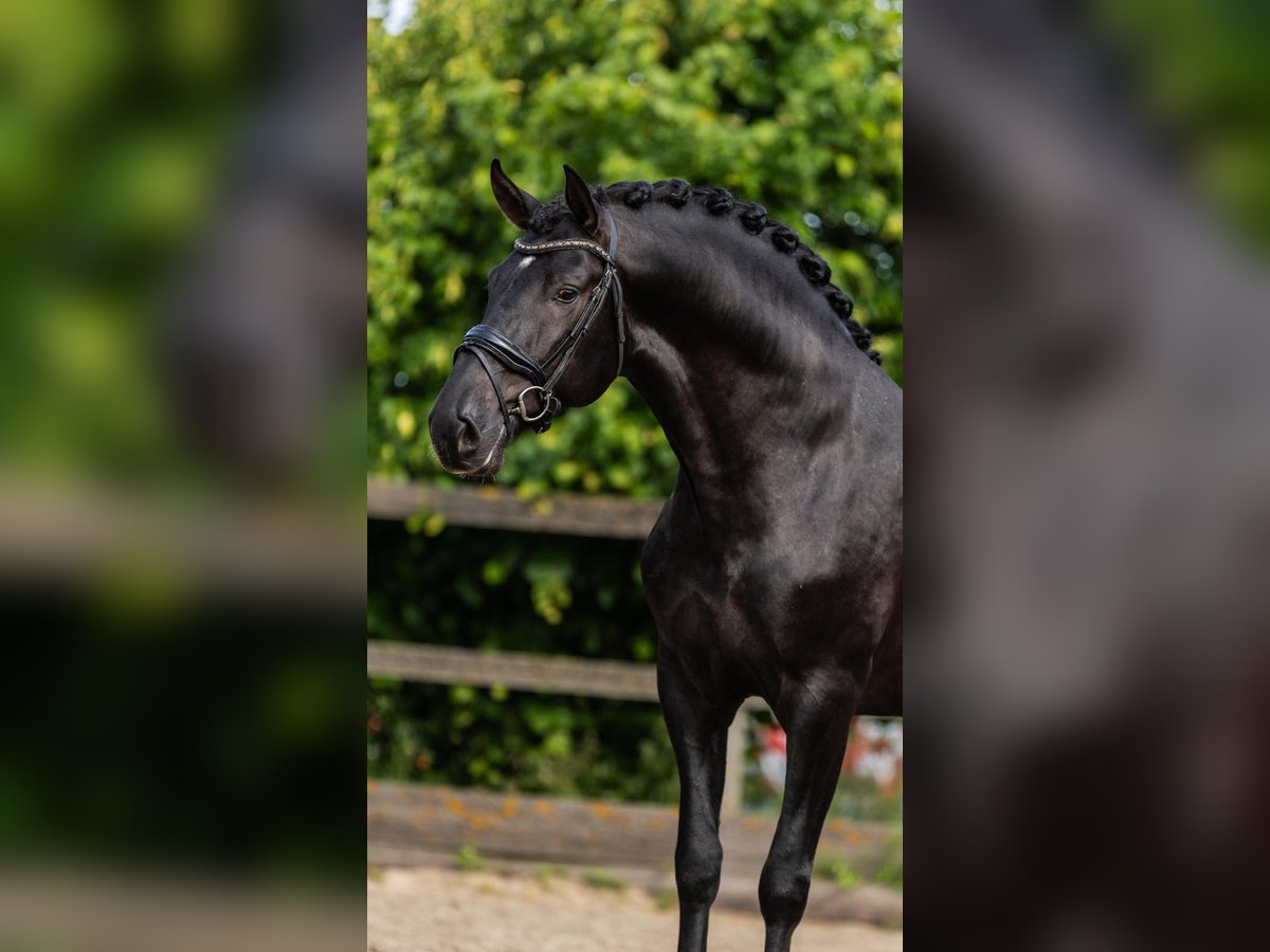 PRE Mix Hengst 3 Jahre 163 cm Rappe in Sm