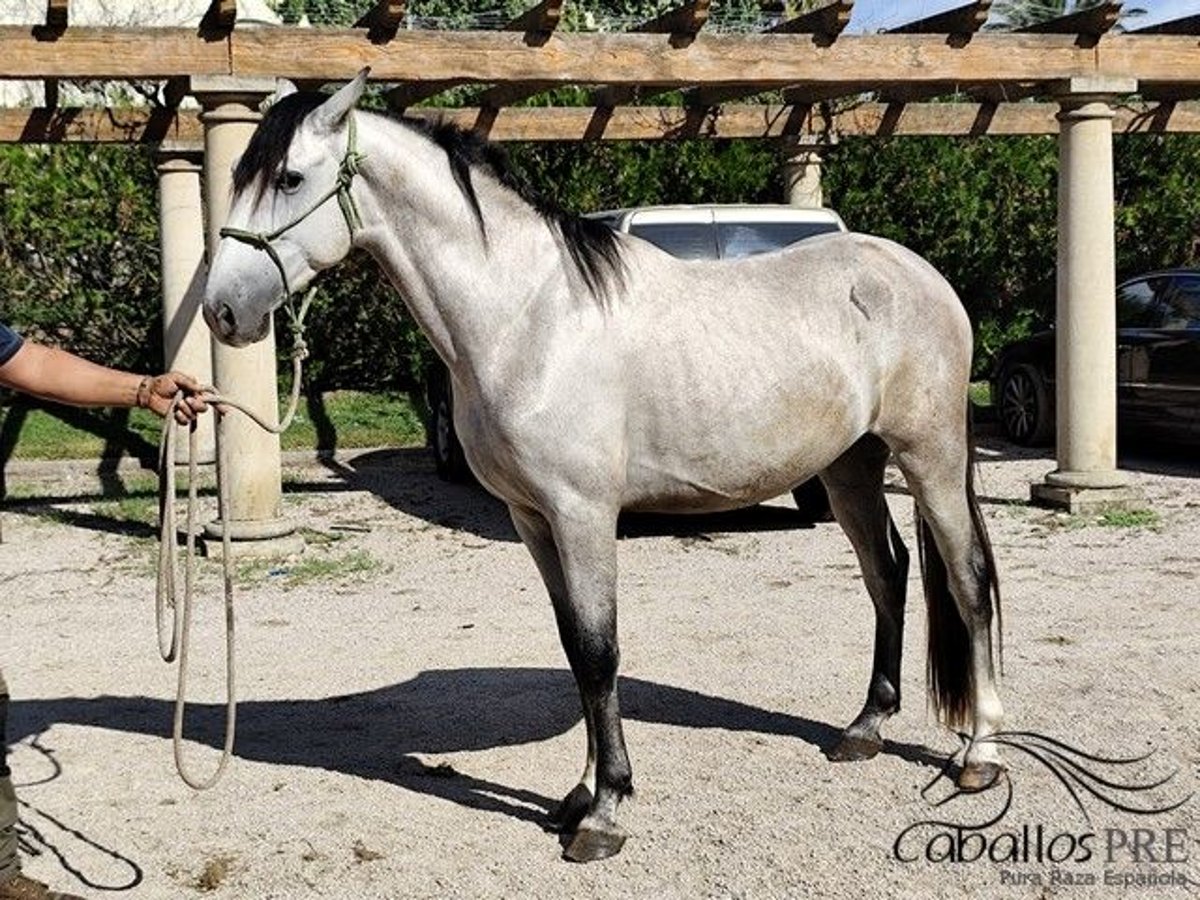 PRE Mix Hengst 3 Jahre 163 cm Schimmel in Palma de Mallorca