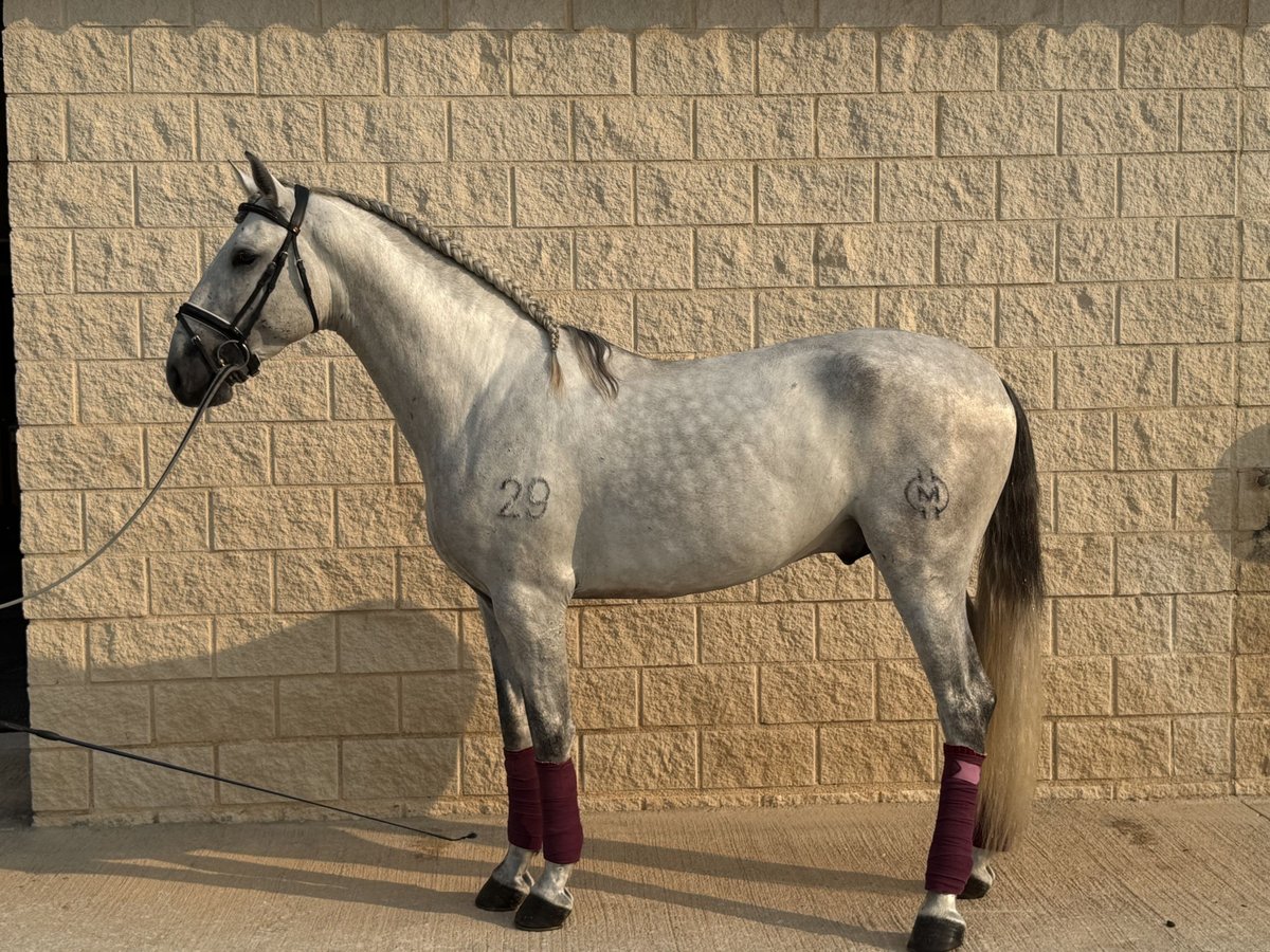 PRE Mix Hengst 3 Jahre 163 cm Schimmel in San Vincente de Raspeig