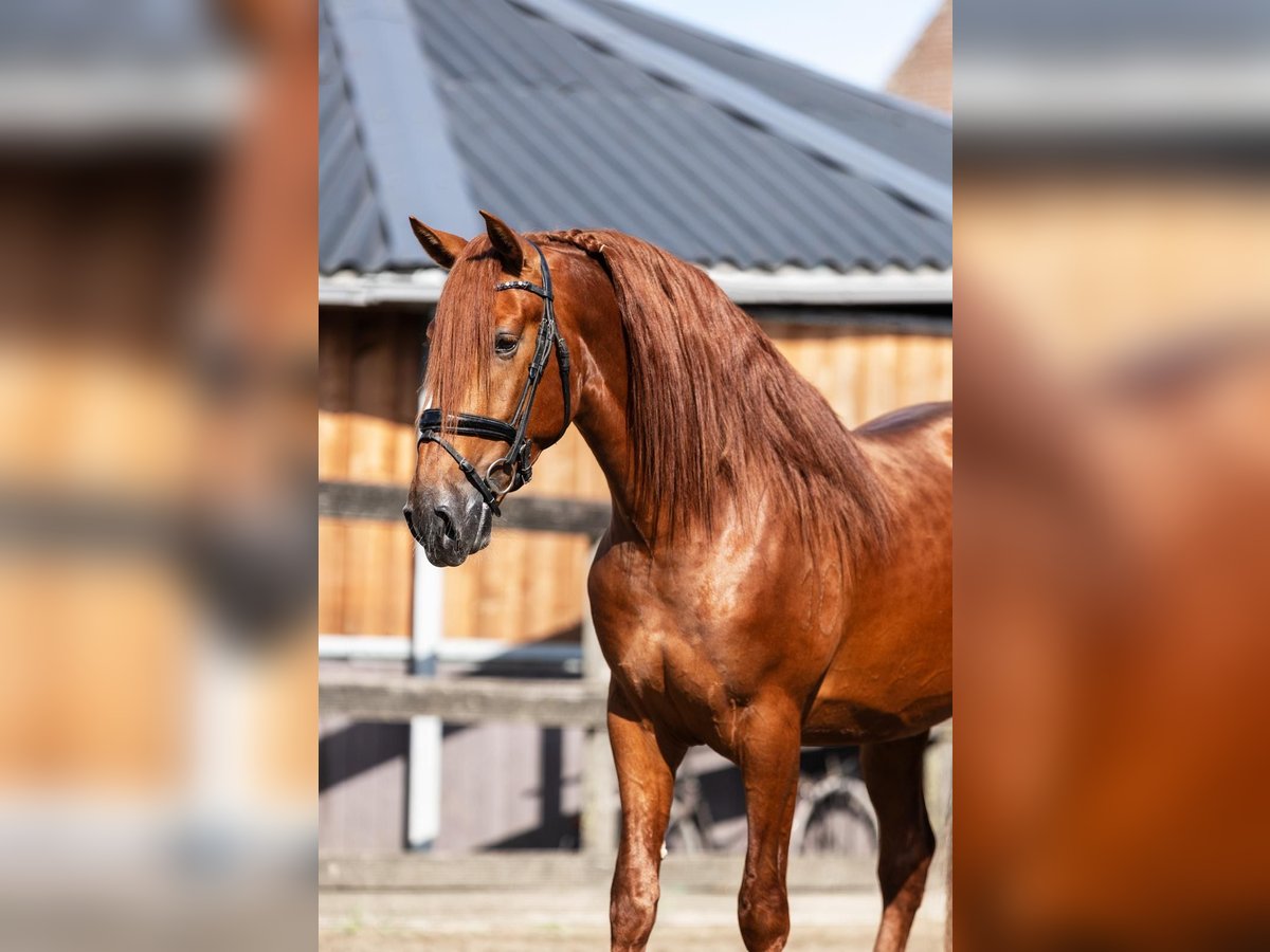 PRE Mix Hengst 3 Jahre 164 cm Fuchs in Grebenhain