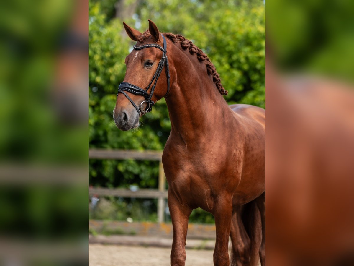 PRE Mix Hengst 3 Jahre 164 cm Fuchs in Sm