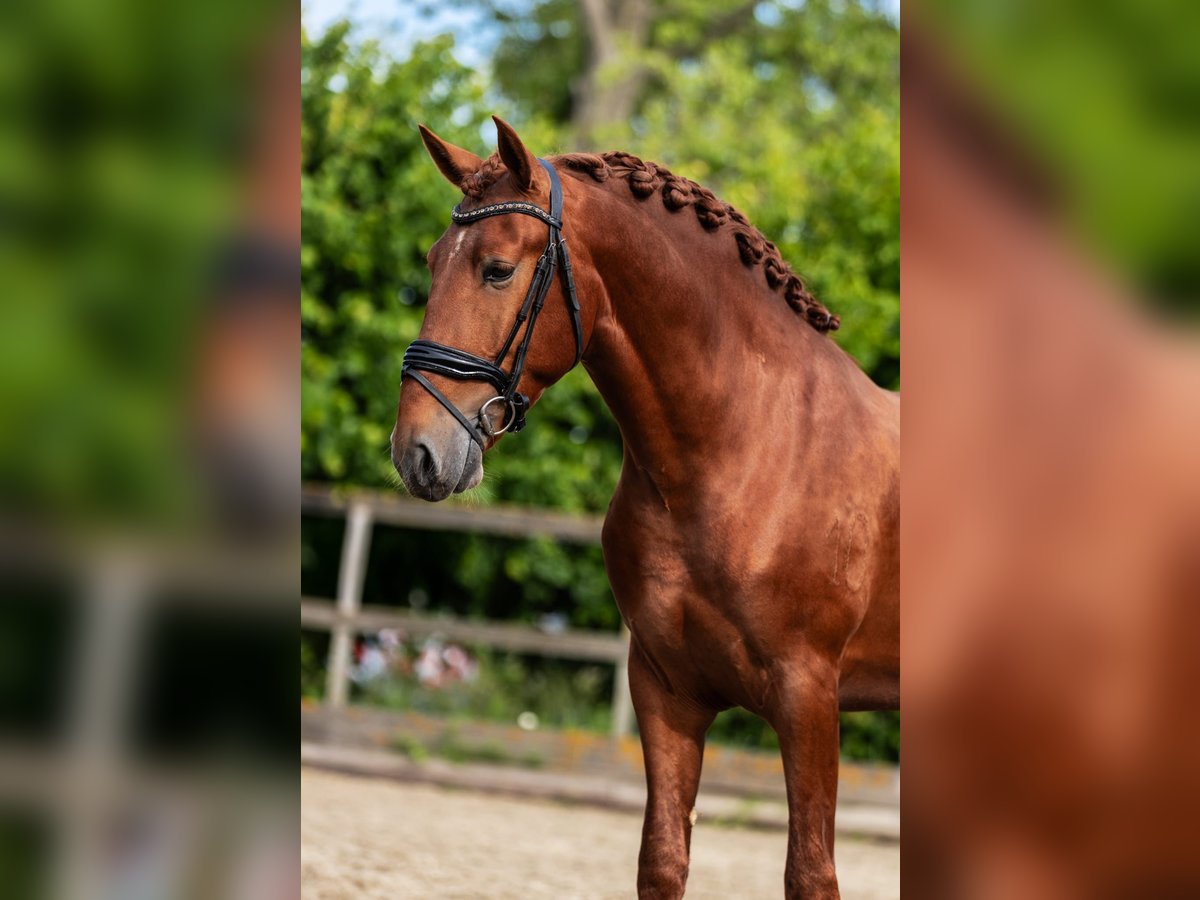 PRE Mix Hengst 3 Jahre 164 cm Fuchs in Sm