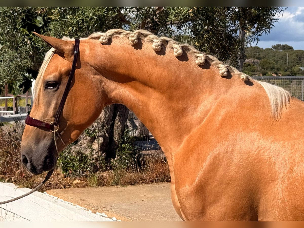 PRE Hengst 3 Jahre 164 cm Palomino in Cubelles