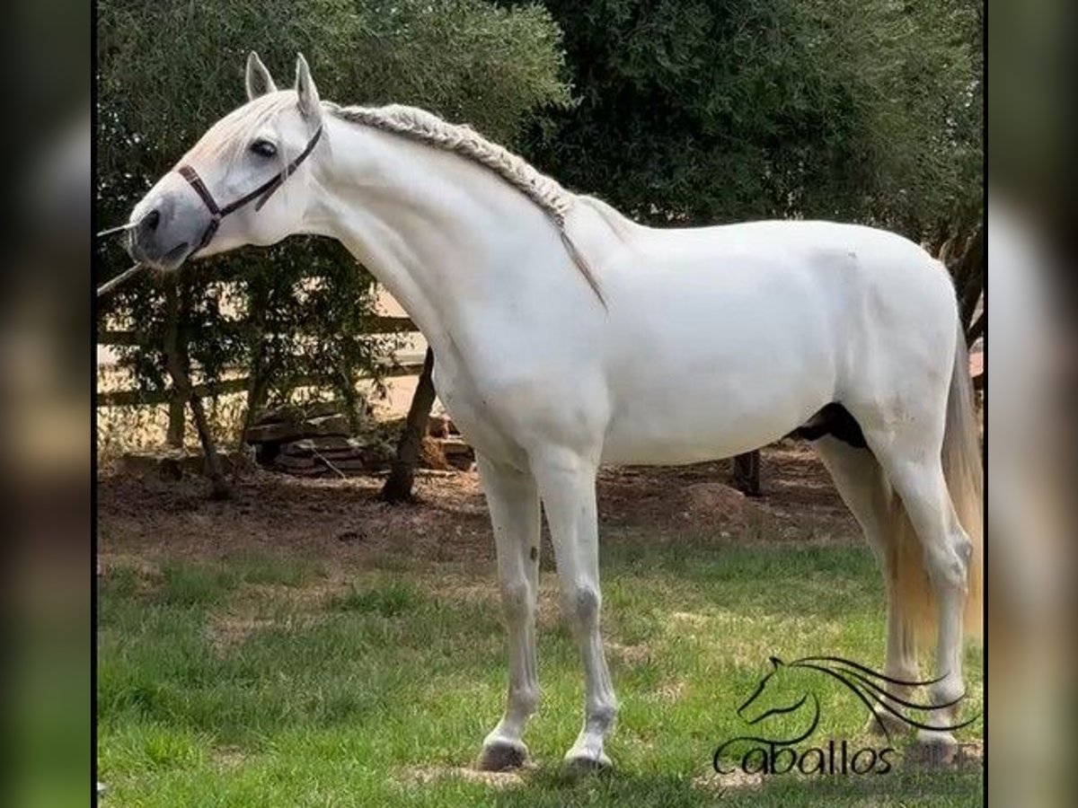PRE Mix Hengst 3 Jahre 164 cm Schimmel in Mallorca