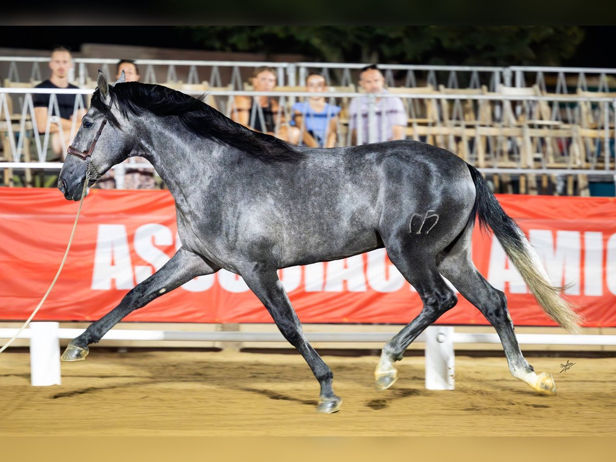 PRE Mix Hengst 3 Jahre 165 cm Apfelschimmel in Hamburg