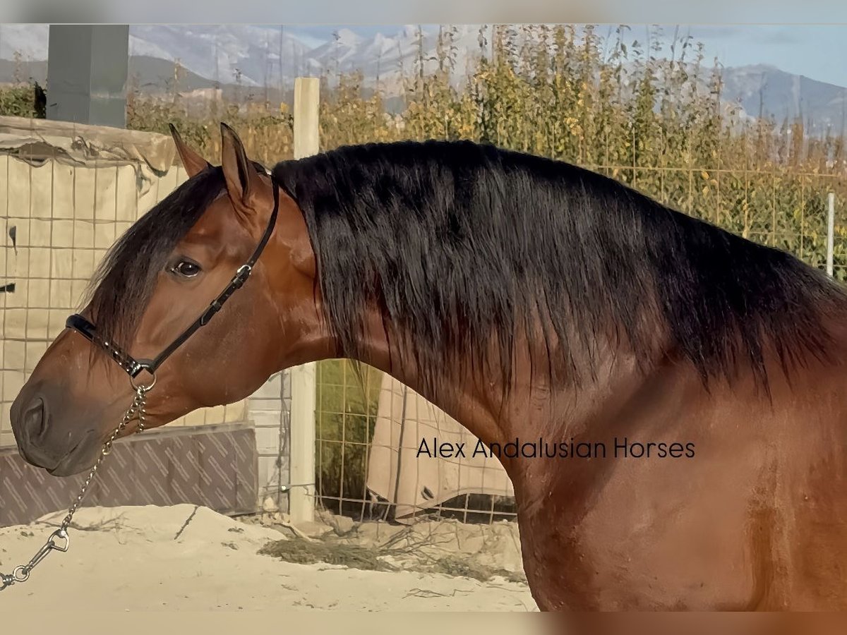PRE Mix Hengst 3 Jahre 165 cm Dunkelbrauner in Sevilla