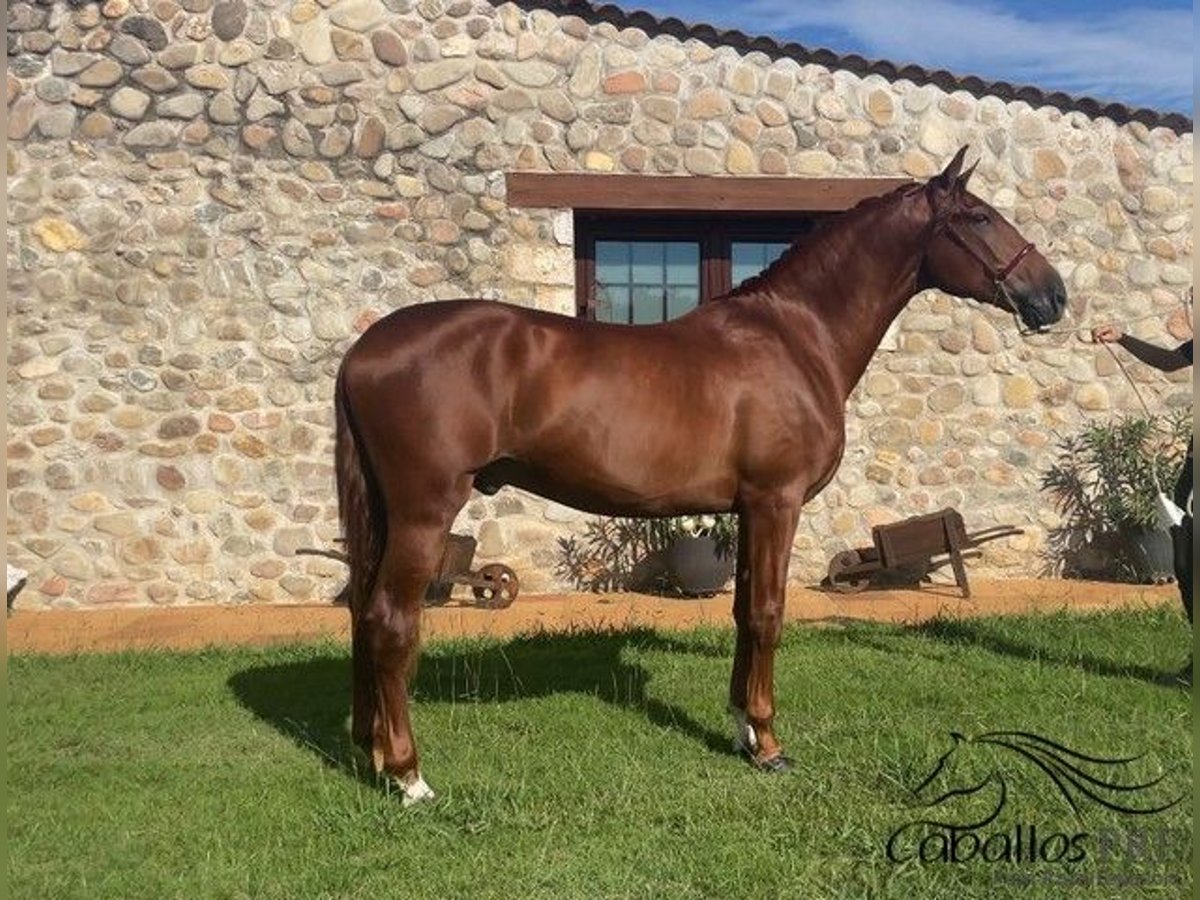 PRE Hengst 3 Jahre 165 cm Fuchs in Barcelona