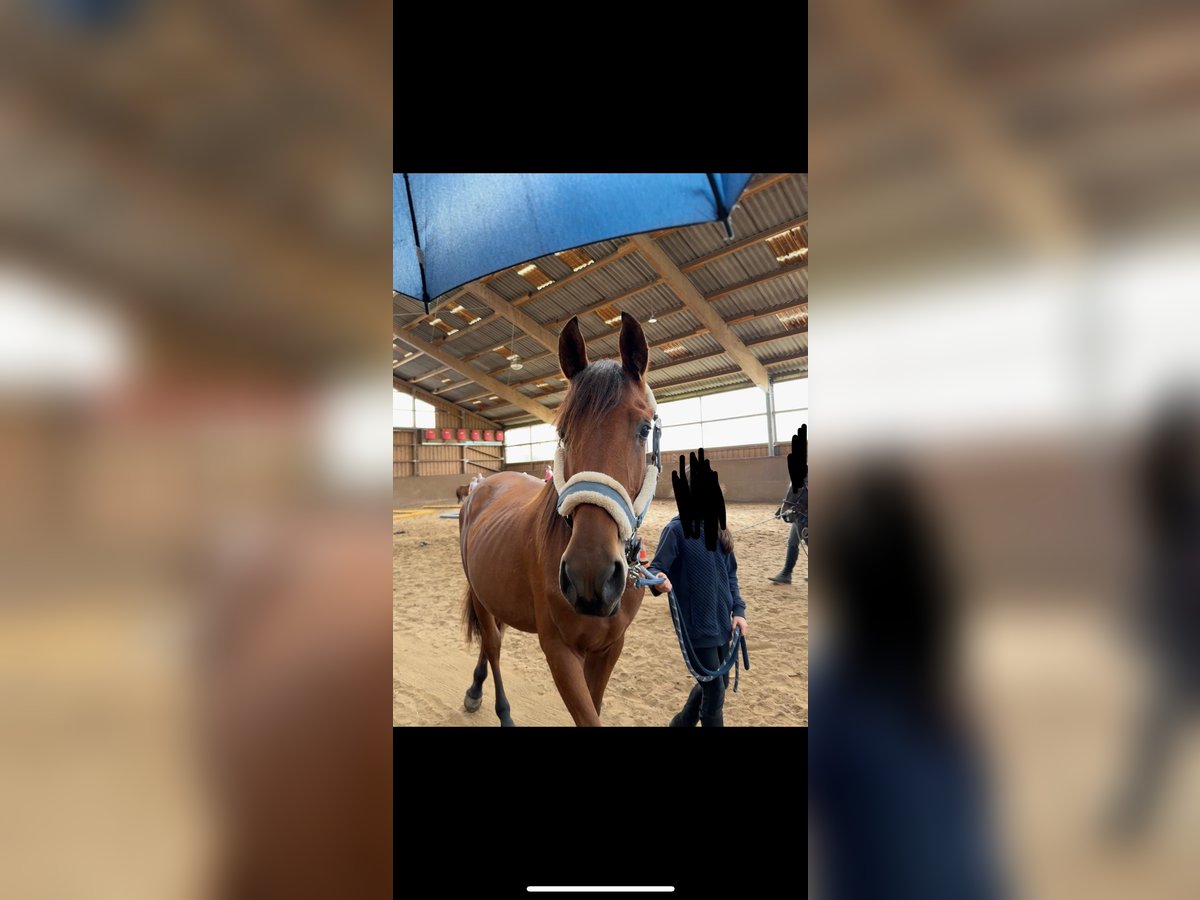 PRE Mix Hengst 3 Jahre 165 cm Fuchs in W&#xFC;rselen