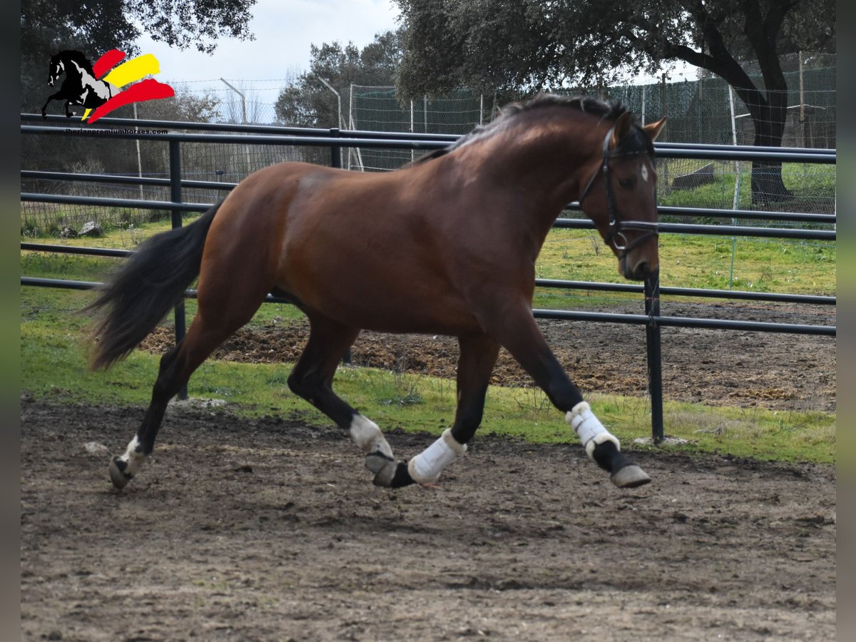 PRE Mix Hengst 3 Jahre 166 cm Brauner in El Real De La Jara, Sevilla