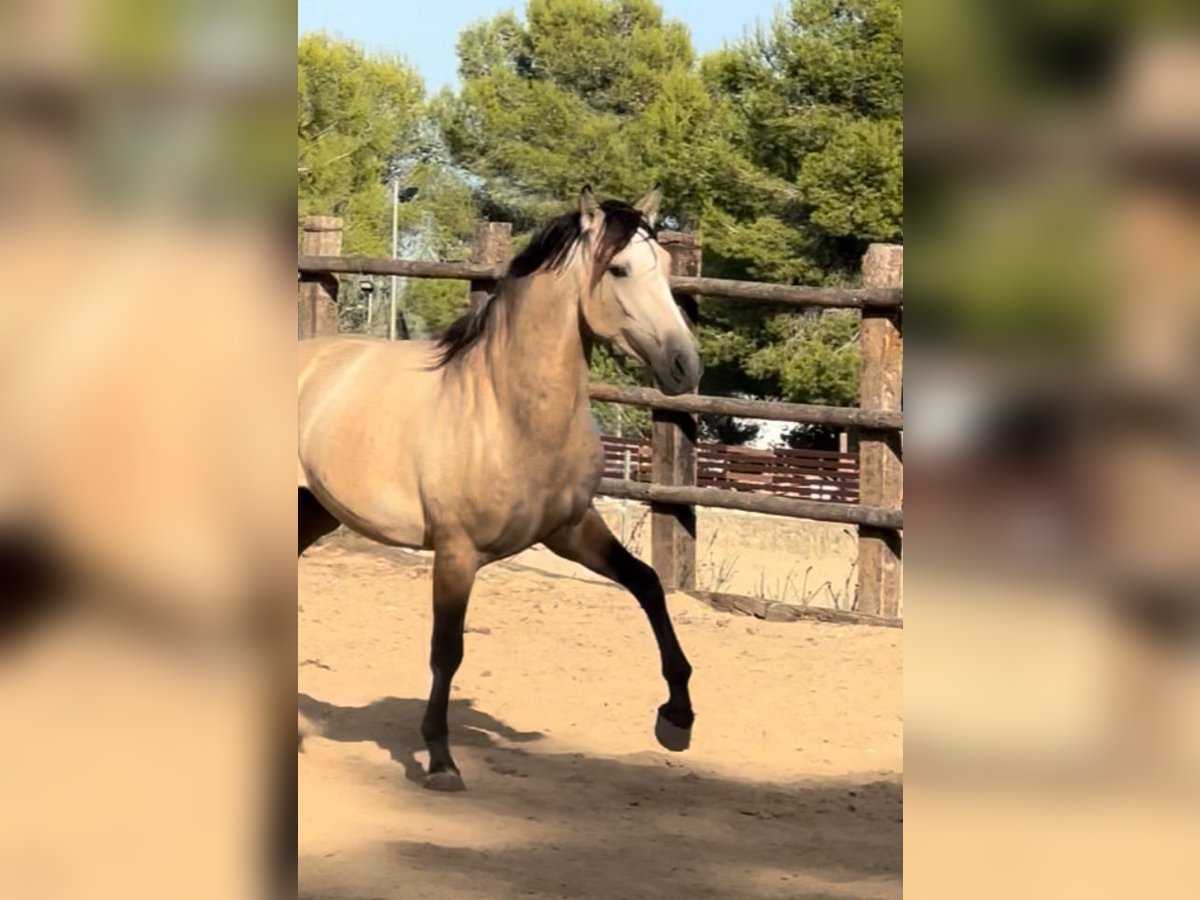 PRE Mix Hengst 3 Jahre 166 cm Buckskin in El Catllar