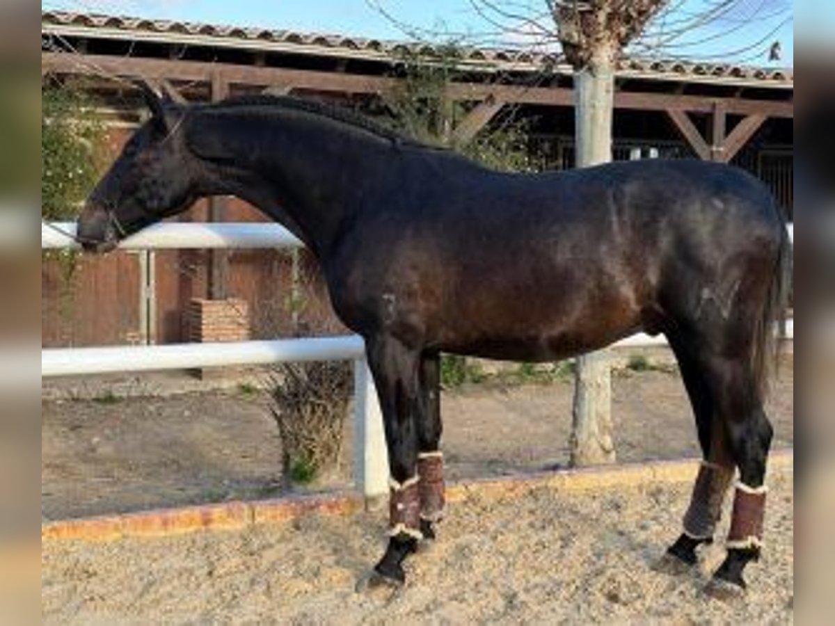 PRE Mix Hengst 3 Jahre 166 cm Rappe in Malaga