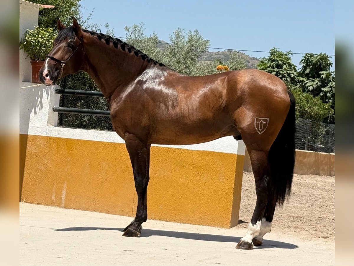 PRE Mix Hengst 3 Jahre 167 cm Dunkelbrauner in Neu-Anspach