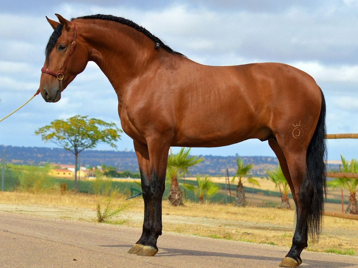 PRE Mix Hengst 3 Jahre 168 cm Brauner in Navas Del Madro&#xF1;o