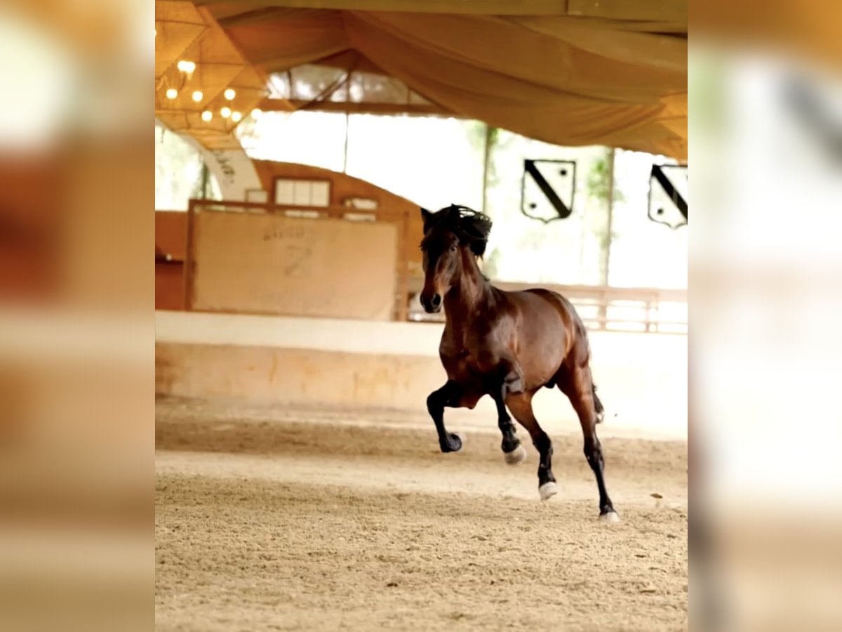 PRE Mix Hengst 3 Jahre 168 cm Brauner in Castello D&#39;Empuries