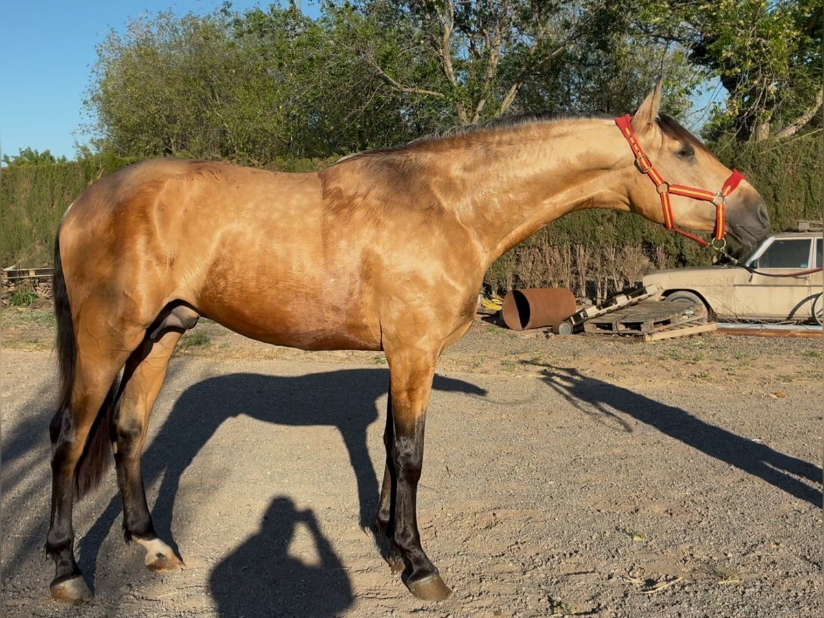 PRE Hengst 3 Jahre 168 cm Falbe in Villena