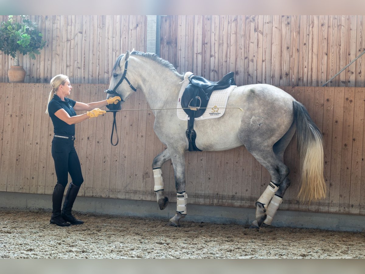 PRE, Hengst in Minden