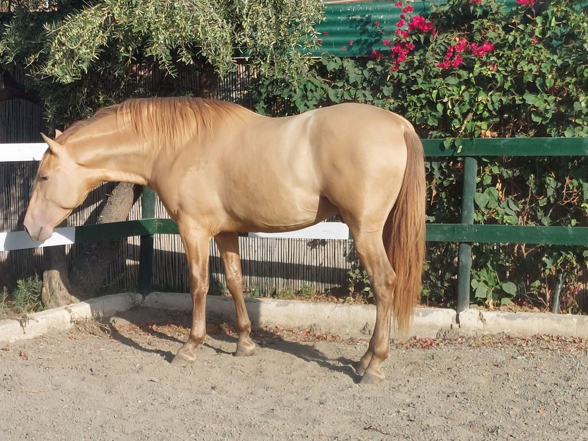 PRE Hengst 3 Jahre 170 cm Champagne in Nerja