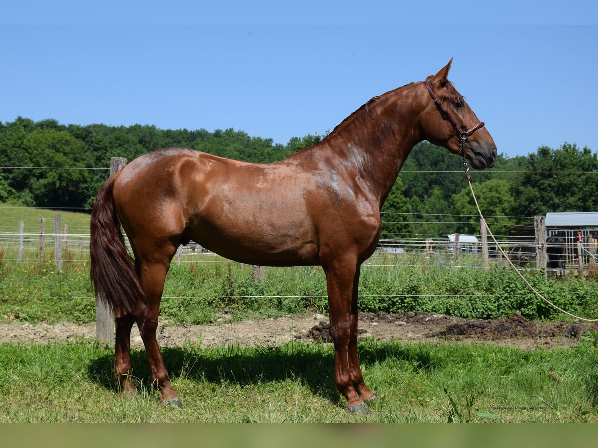 PRE Mix Hengst 3 Jahre 170 cm Fuchs in CAUMONT