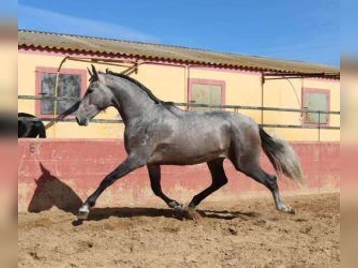 PRE Mix Hengst 3 Jahre 170 cm Schimmel in Sevilla