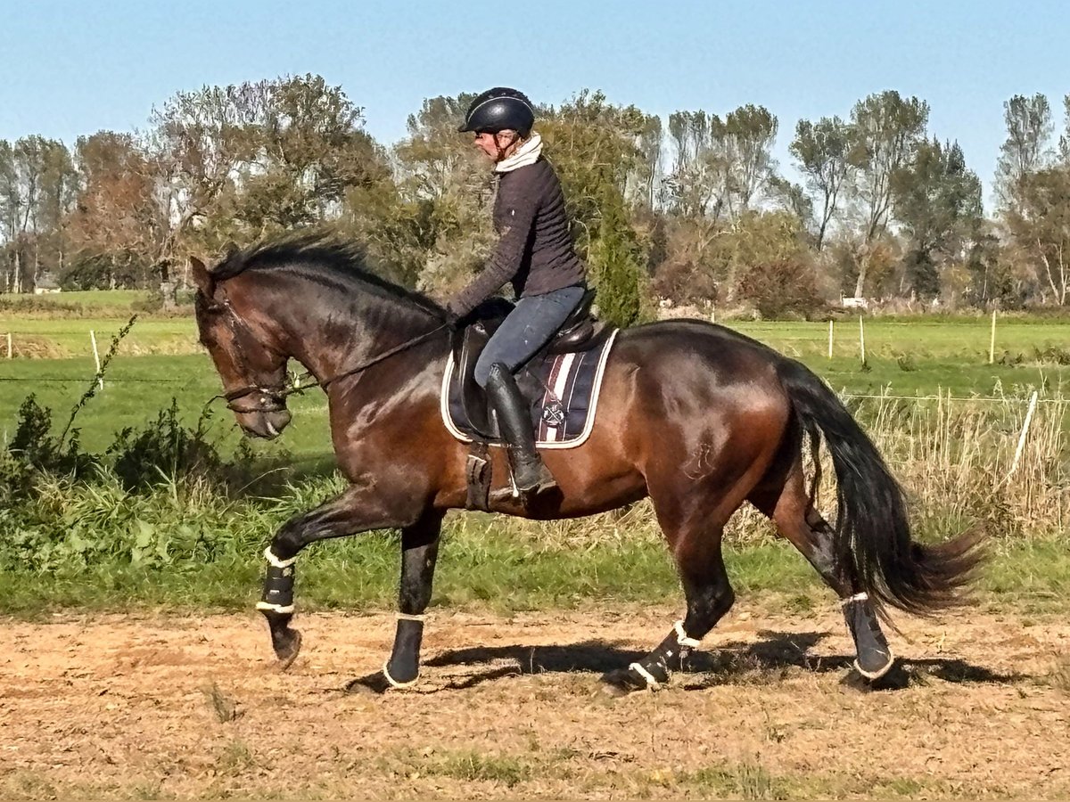 PRE Mix Hengst 3 Jahre 172 cm Brauner in Wremen