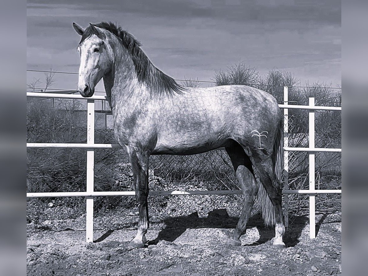 PRE Mix Hengst 3 Jahre 175 cm Schimmel in Navalvillar De Pela