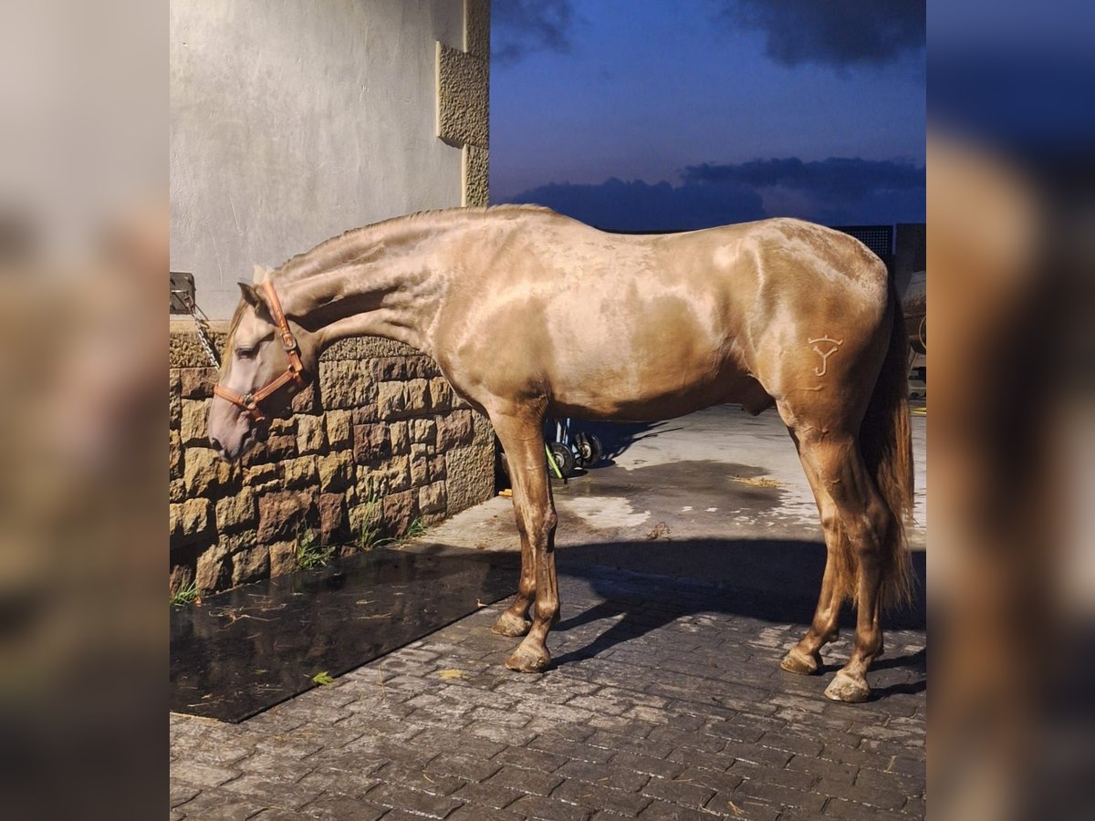 PRE Hengst 3 Jahre Champagne in Caceres