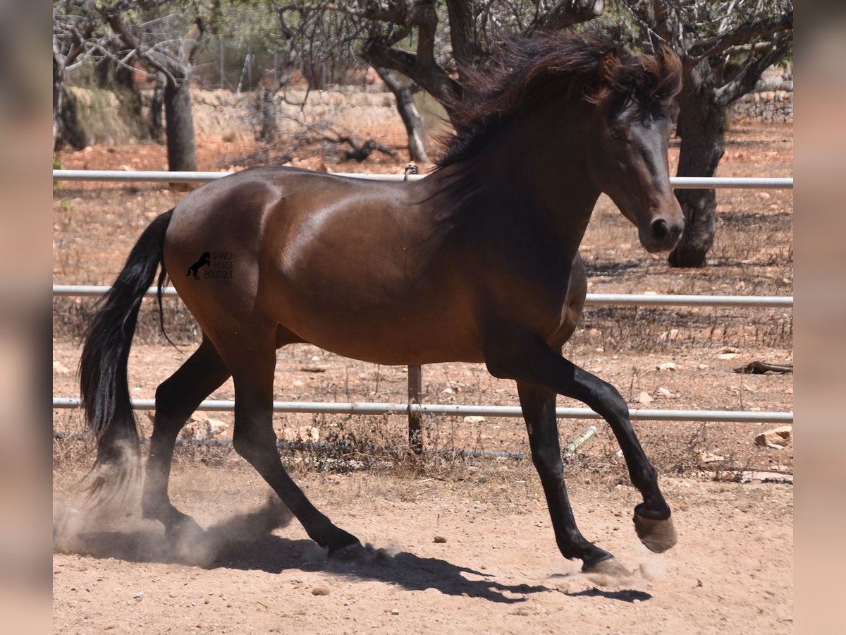 PRE Hengst 4 Jaar 154 cm Bruin in Mallorca