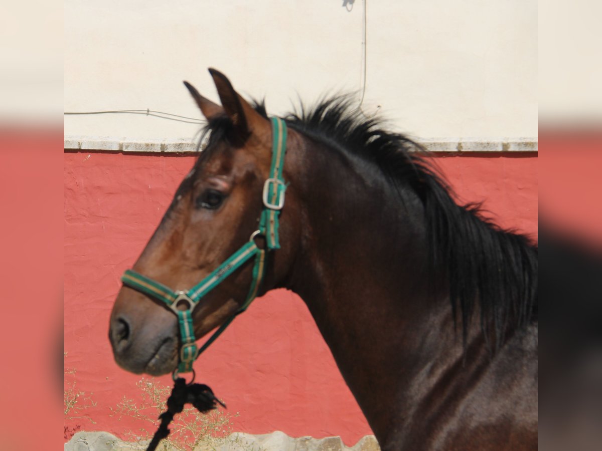 PRE Mix Hengst 4 Jaar 156 cm Bruin in Vejer de la Frontera