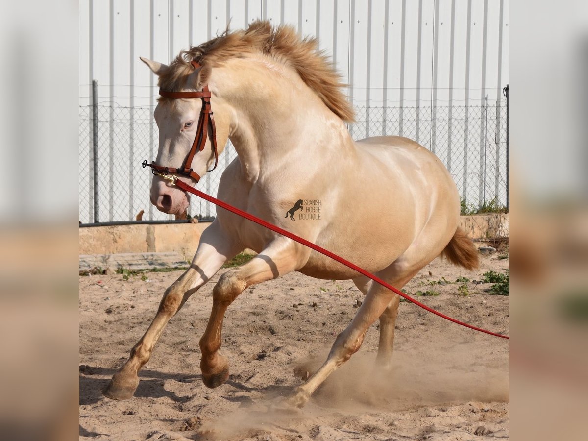 PRE Hengst 4 Jaar 157 cm Perlino in Mallorca