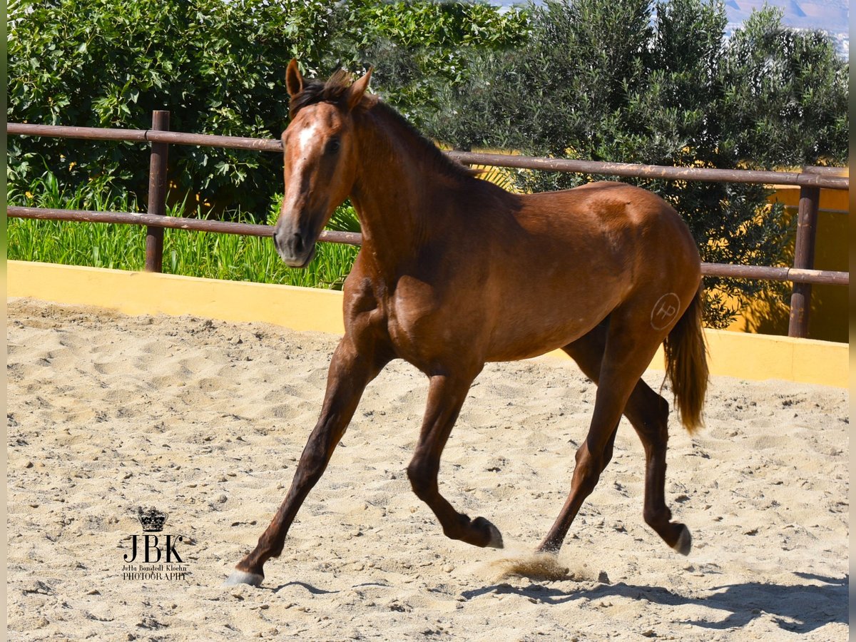 PRE Hengst 4 Jaar 157 cm Rood schimmel in Tabernas Almeria