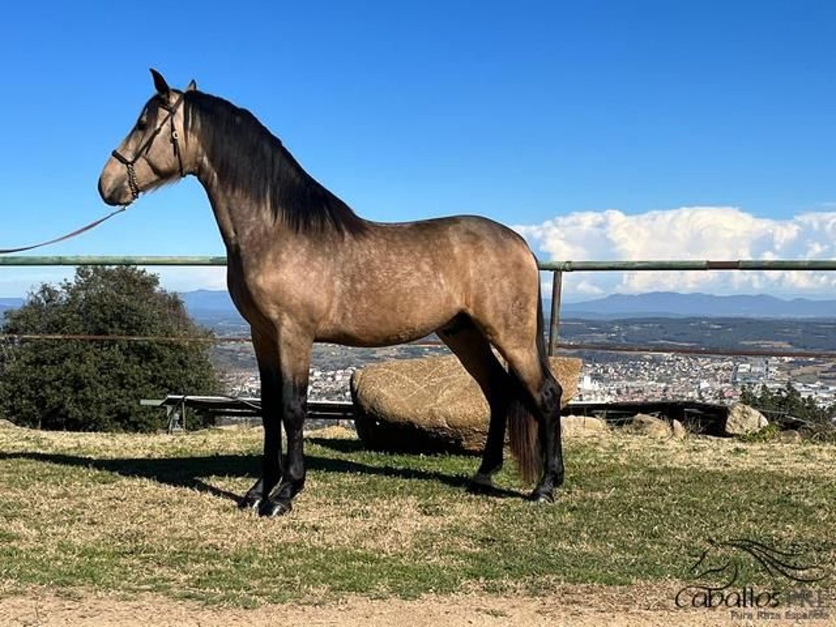 PRE Mix Hengst 4 Jaar 159 cm Buckskin in Girona