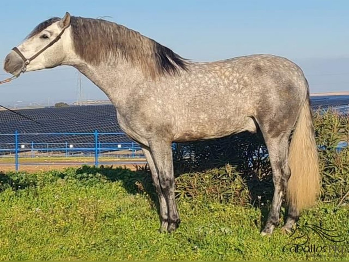 PRE Hengst 4 Jaar 159 cm Schimmel in Badajoz