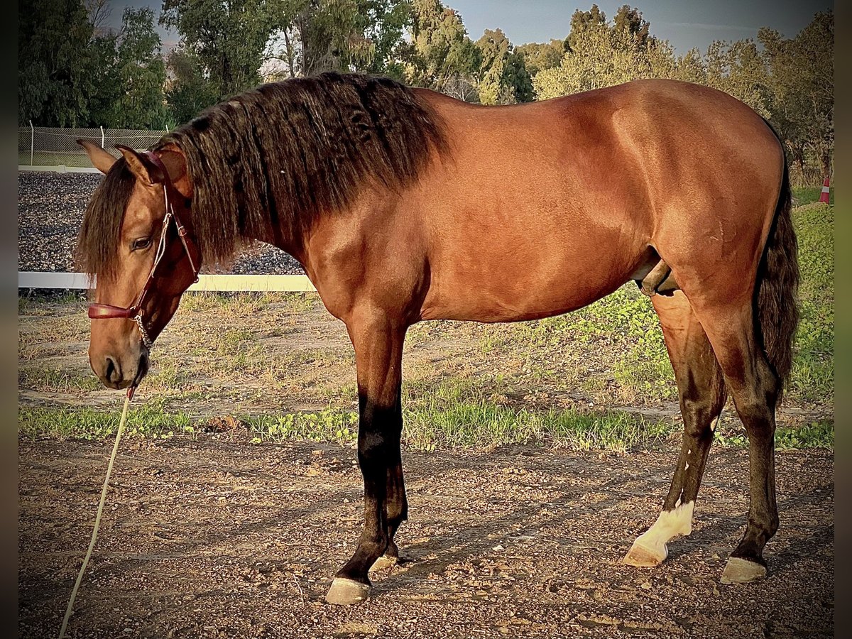 PRE Hengst 4 Jaar 160 cm Bruin in Malaga