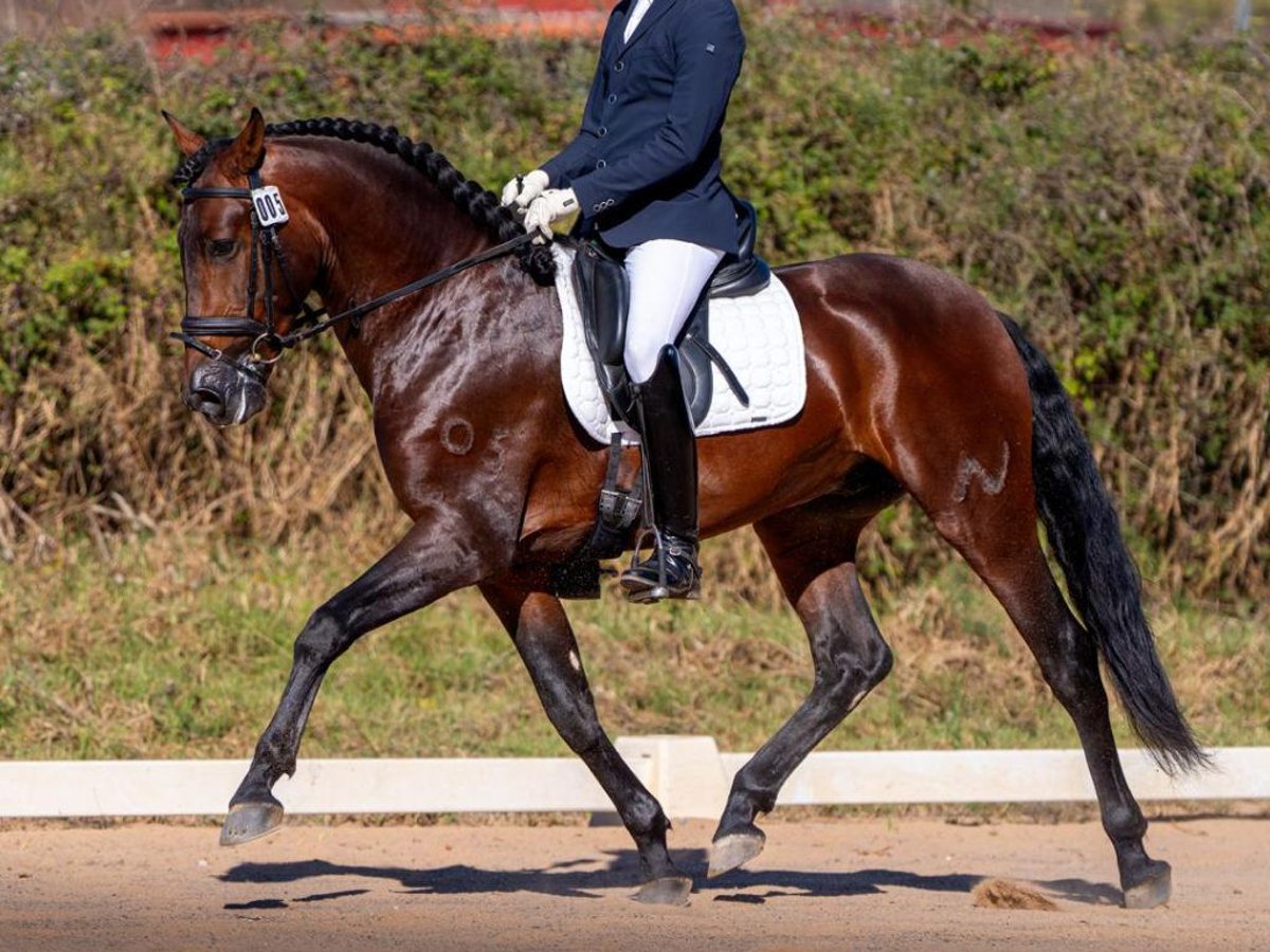 PRE Mix Hengst 4 Jaar 160 cm Bruin in Navas Del Madroño