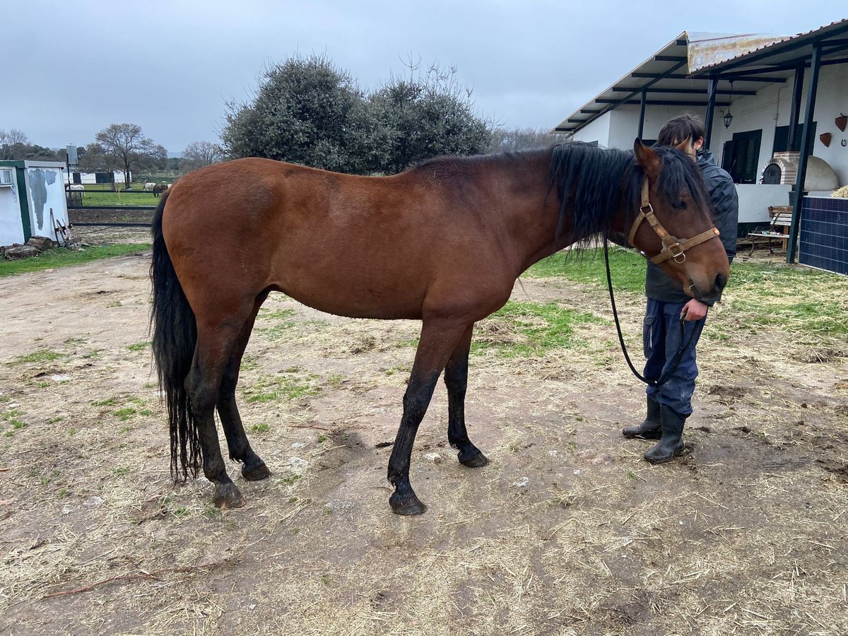 PRE Mix Hengst 4 Jaar 160 cm Bruin in Madrid