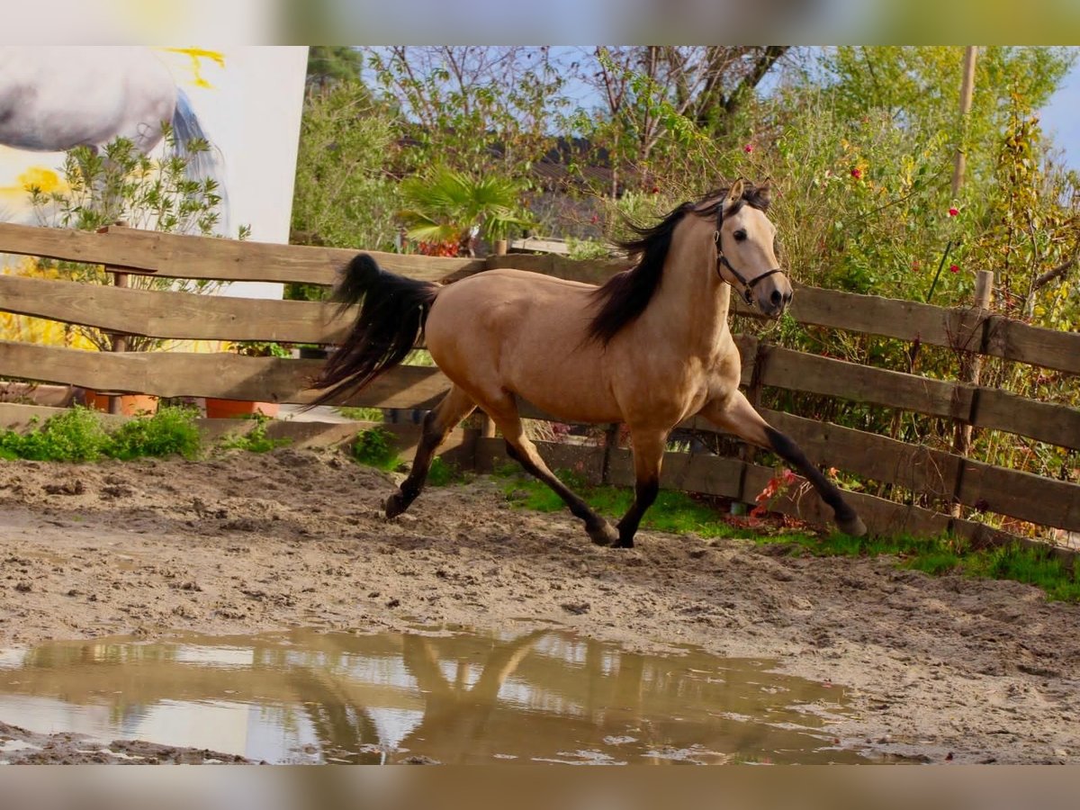 PRE Mix Hengst 4 Jaar 160 cm Falbe in POLENZ