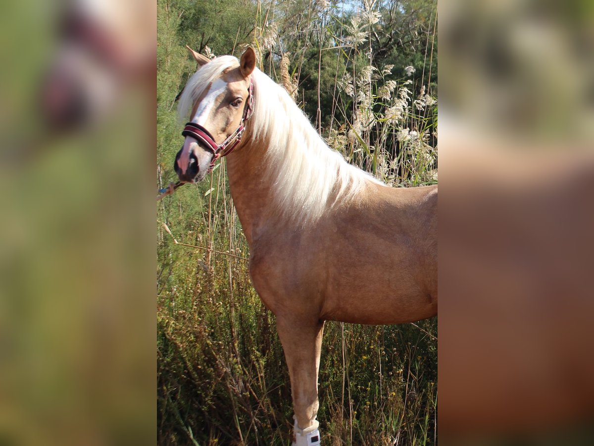 PRE Mix Hengst 4 Jaar 160 cm Palomino in Almerimar