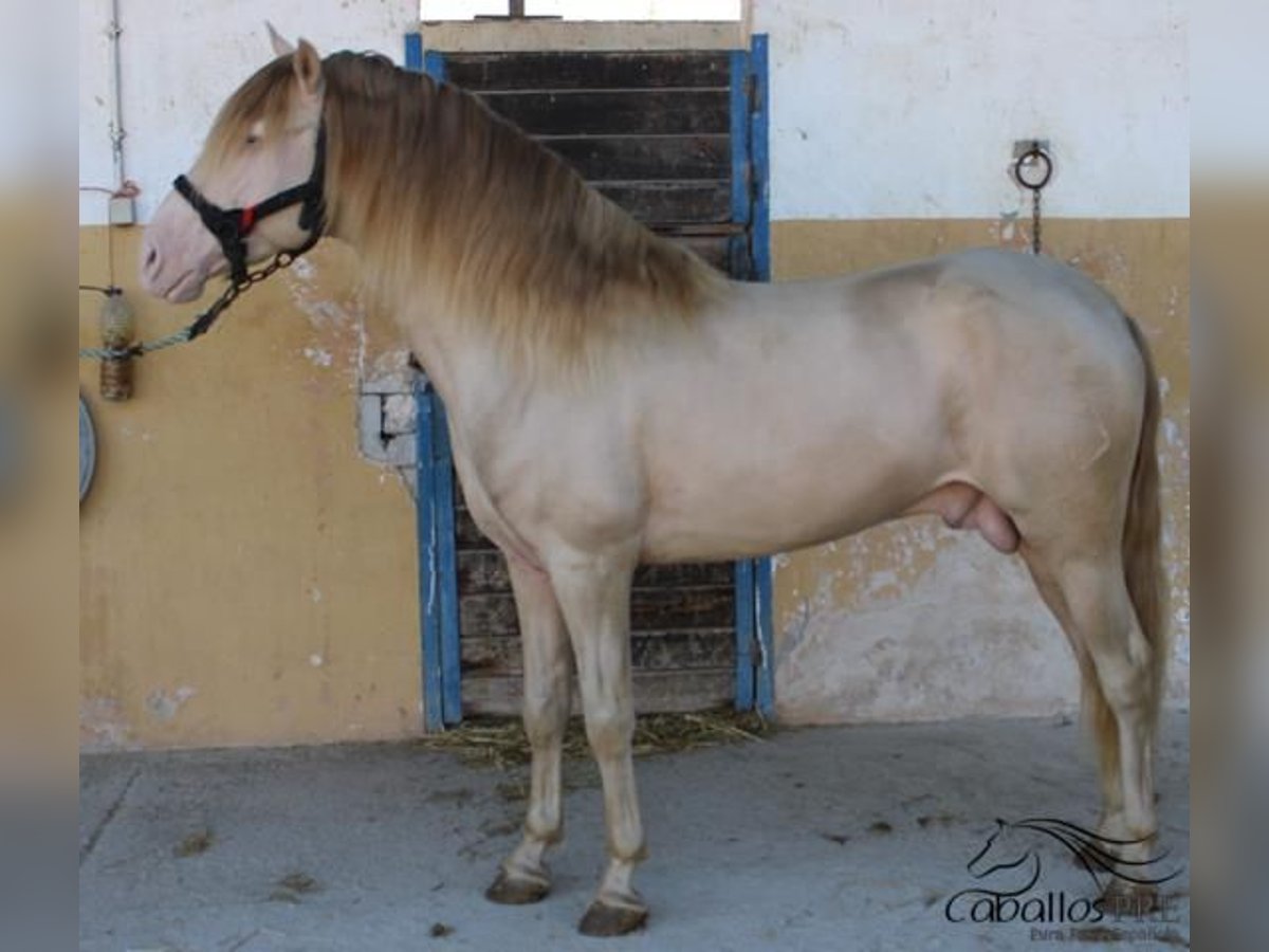 PRE Hengst 4 Jaar 160 cm Perlino in Alicante