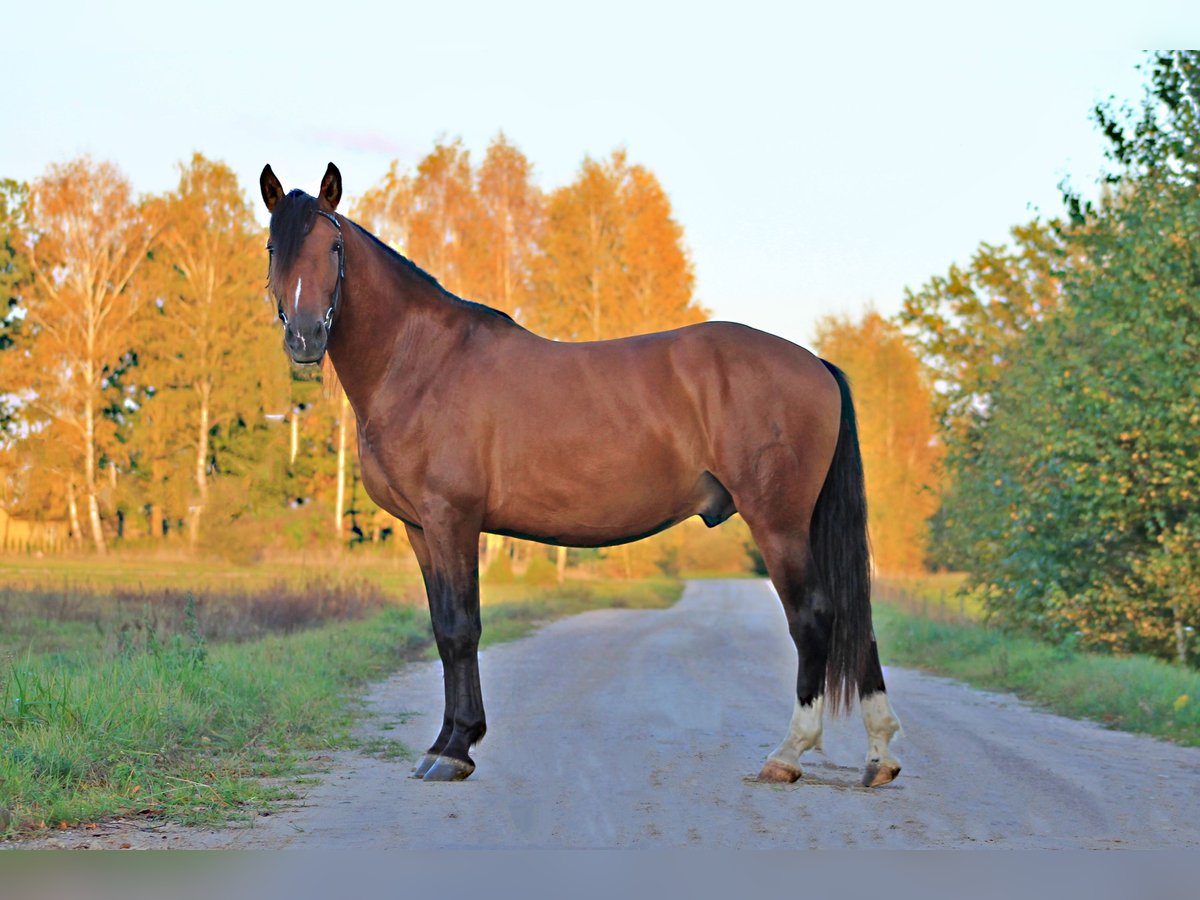 PRE Mix Hengst 4 Jaar 160 cm Roodbruin in Kaunas