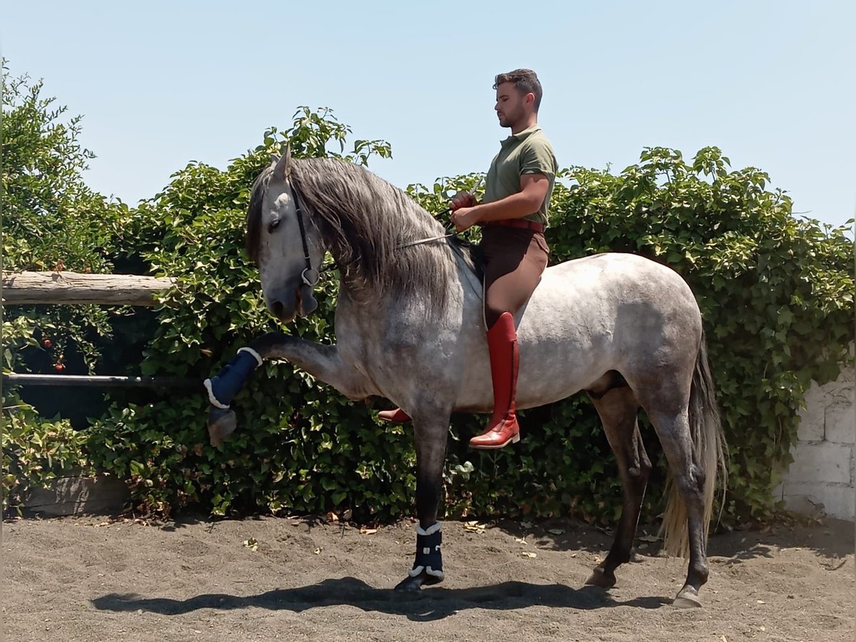 PRE Hengst 4 Jaar 160 cm Schimmel in Galaroza (Huelva)