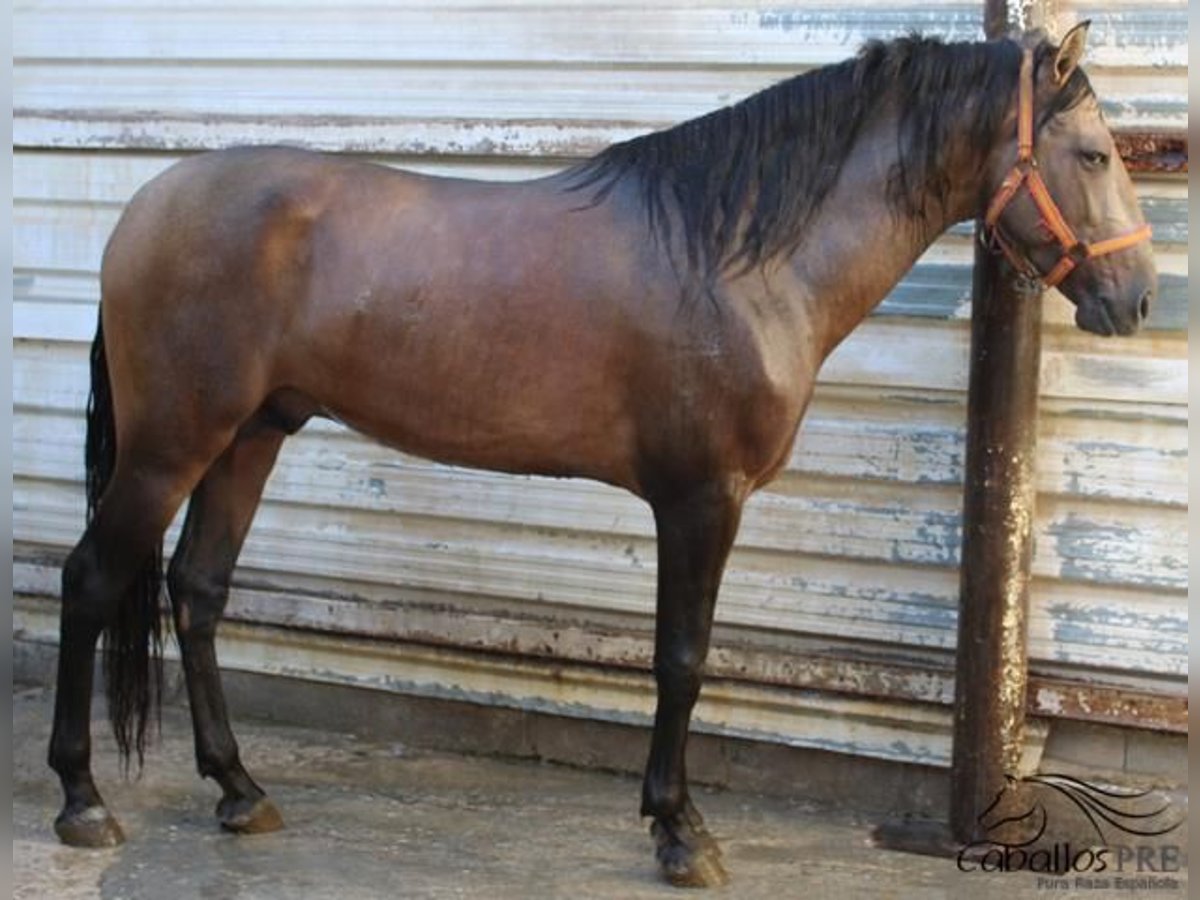 PRE Mix Hengst 4 Jaar 161 cm Buckskin in Alicante