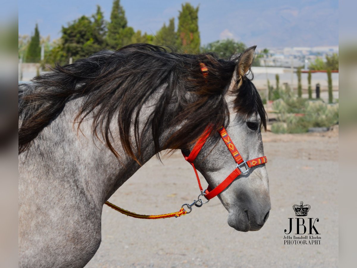 PRE Hengst 4 Jaar 161 cm Schimmel in Tabernas Almeria