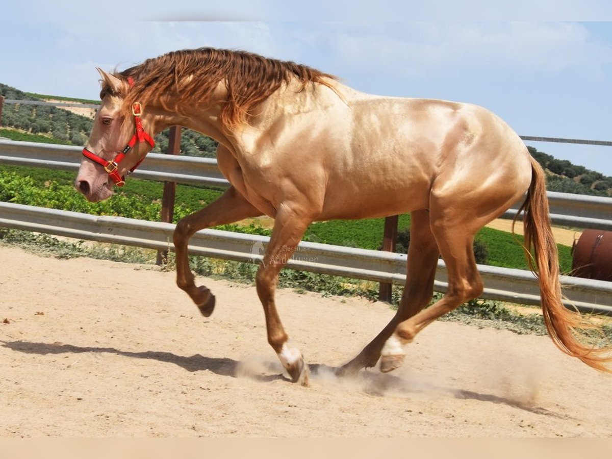 PRE Hengst 4 Jaar 163 cm Pearl in Provinz Cordoba